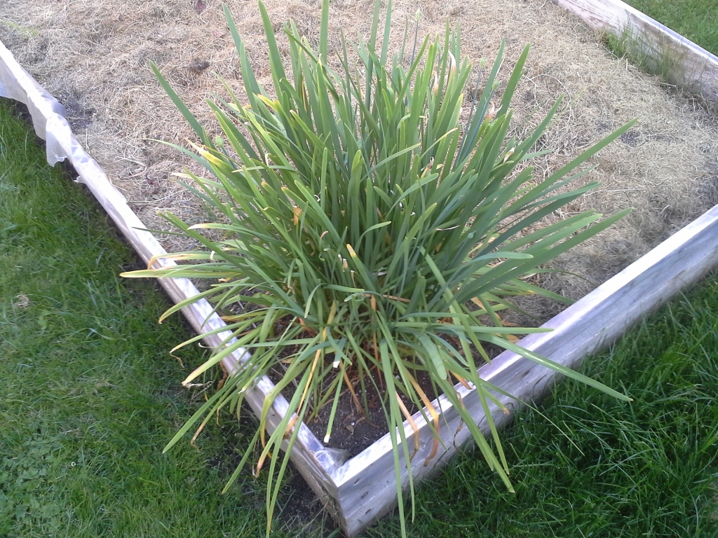 Photo of garden
