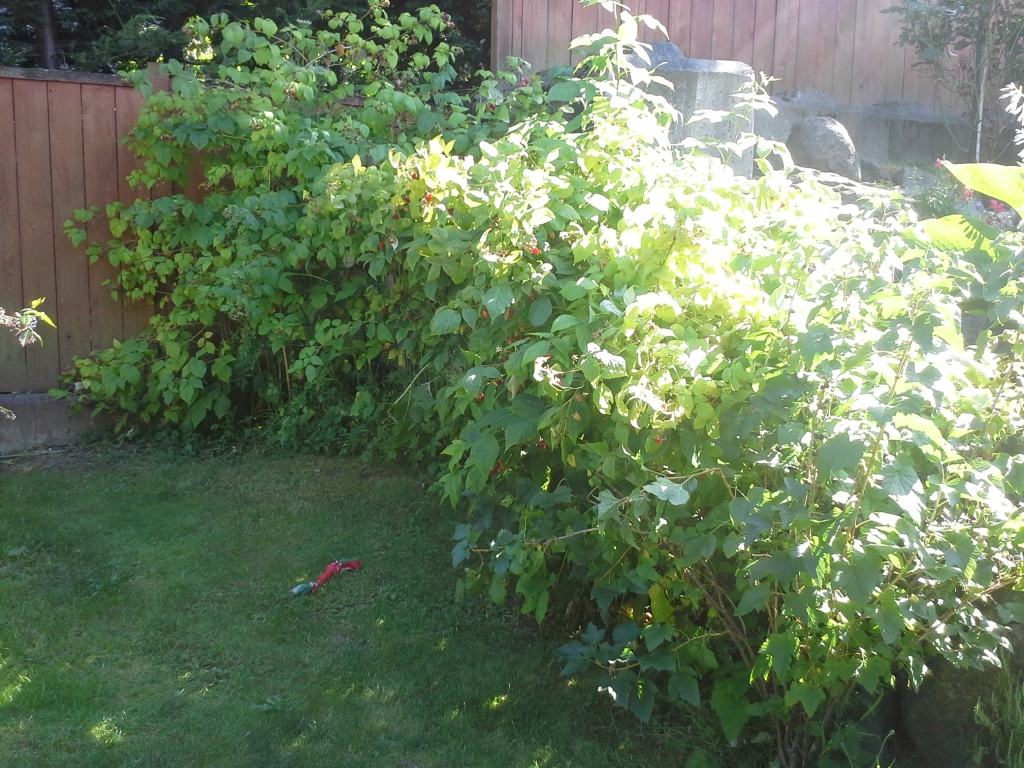Photo of raspberries