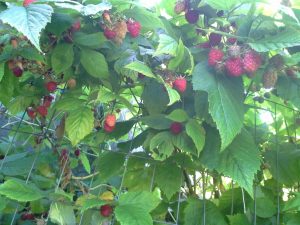 Photo of raspberries
