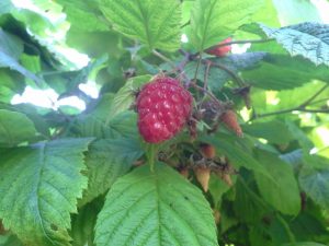 Photo of raspberries