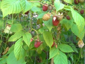 Photo of raspberries