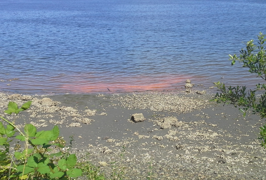 Photo of Rusty Water.