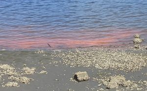 Photo of Rusty Water