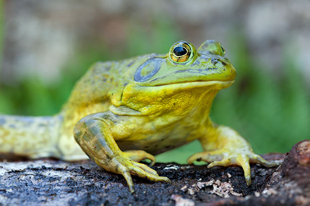 Bullfrog