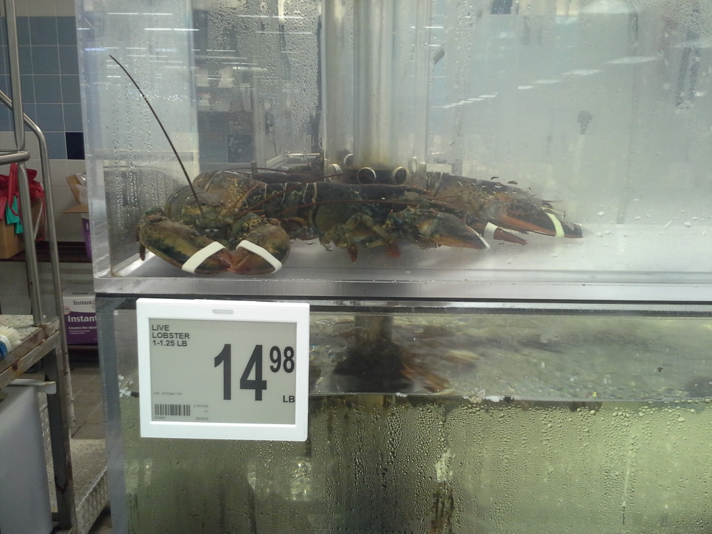 Photo of Lobster
