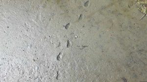 Bigfoot Tracks?