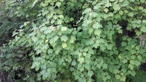 New Growth