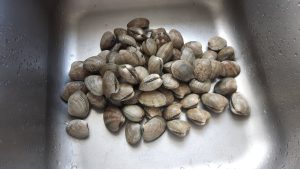 Manila Clam Harvest