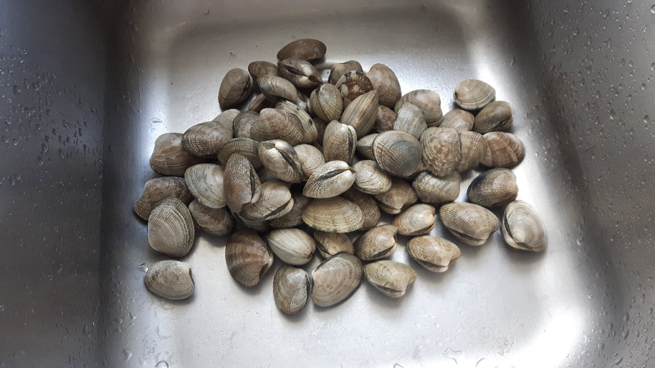 Manila Clam Harvest