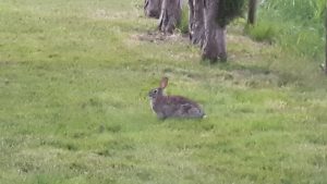 Backyard Rabbits