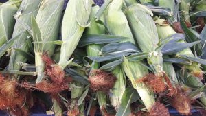 Corn Stand