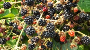 Blackberry Season