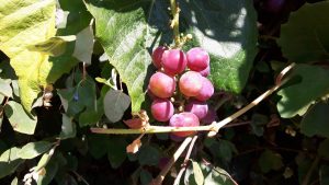 Grapes