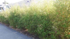 Bamboo