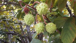 Chestnuts