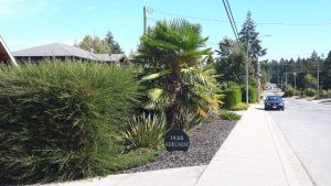 Palm Trees in Canada?