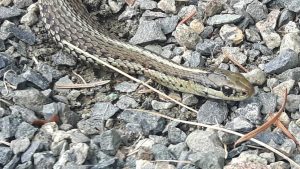 Sssssssnake